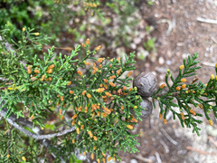 Cupressus pygmaea