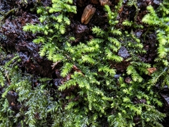 Claopodium crispifolium