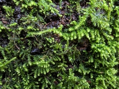 Claopodium crispifolium