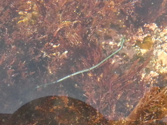 Chaetomorpha spiralis