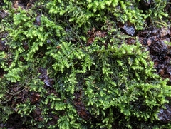 Claopodium crispifolium