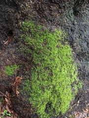 Claopodium crispifolium