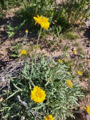 Baileya pleniradiata