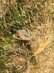 Argyrophenga antipodum