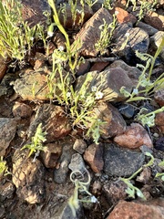 Pectocarya recurvata