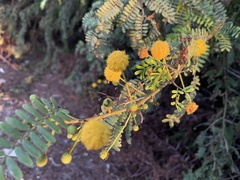 Mimosoideae