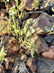 Pectocarya recurvata