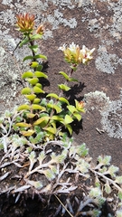 Crassula obovata
