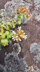 Crassula obovata