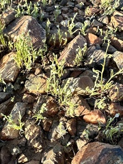 Pectocarya recurvata