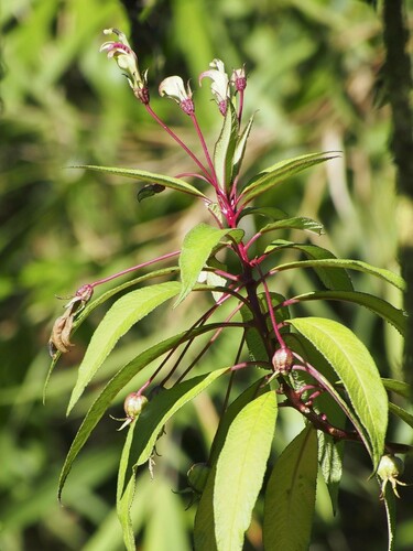 Centropogon balslevii