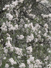 Ceanothus pauciflorus