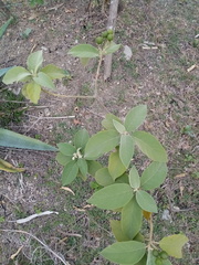 Solanum erianthum
