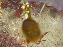 Ectocarpales