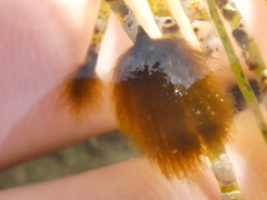 Ectocarpales