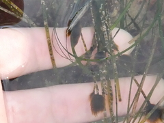 Ectocarpales