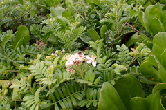 Osteomeles anthyllidifolia