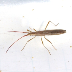 Protenor belfragei