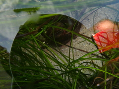 Taliepus nuttallii