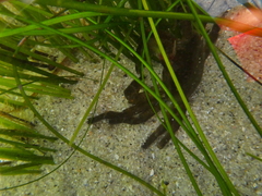 Taliepus nuttallii