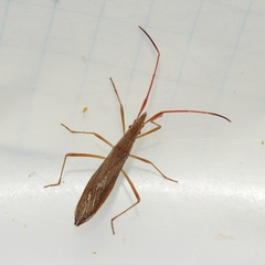 Protenor belfragei