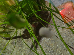 Taliepus nuttallii