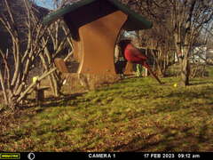 Cardinalis cardinalis