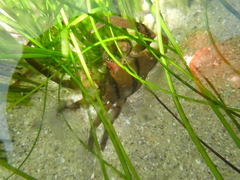 Taliepus nuttallii
