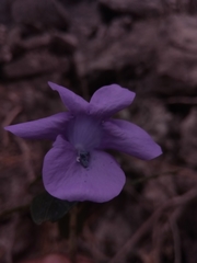 Barleria paucidentata