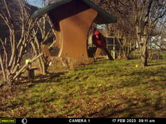 Cardinalis cardinalis