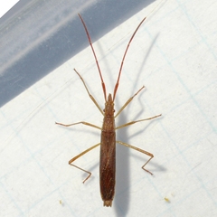 Protenor belfragei