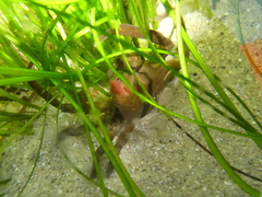 Taliepus nuttallii