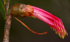 Melaleuca macrocarpa
