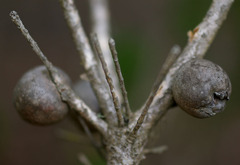 Melaleuca macrocarpa