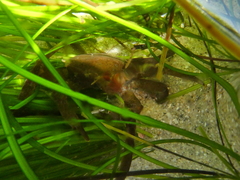 Taliepus nuttallii