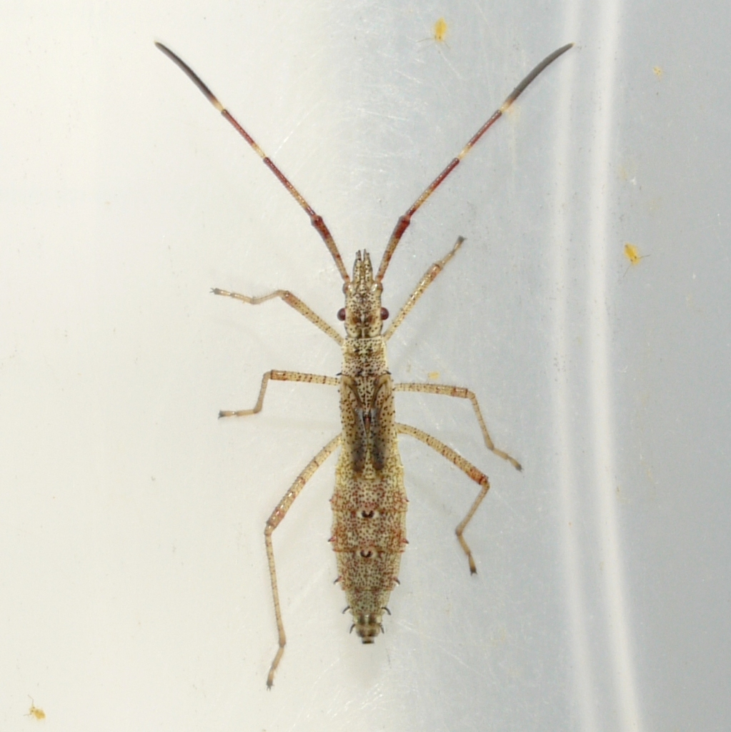 Protenor belfragei