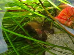 Taliepus nuttallii