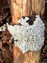 Caliciaceae