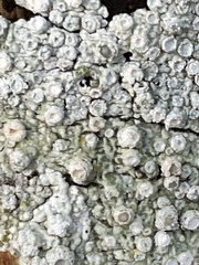Caliciaceae