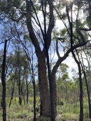 Angophora leiocarpa