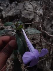 Barleria paucidentata