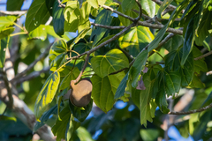 Pterygota brasiliensis