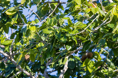 Pterygota brasiliensis