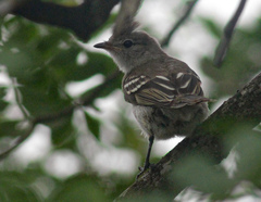 Elaenia flavogaster