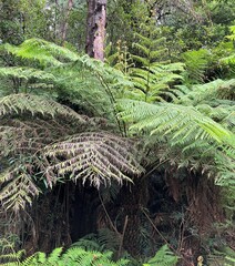 Cyathea australis