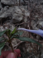 Barleria paucidentata
