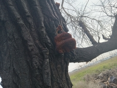 Omphalotus olivascens