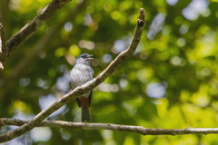 Conirostrum speciosum