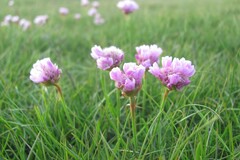 Armeria maritima