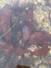 Chondracanthus